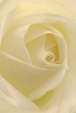 This intimate composition captures the soulful heart of a white rose, each ivory petal swirling inward with quiet harmony-like a secret kept in the stillness of Millbank mornings. Velvety layers glisten with a natural creaminess, their edges almost translucent as they catch the diffused light you'd find drifting near the embankment gardens or a shaded side lane by the river. In close, the undulating petals evoke both the serenity before a new day's celebration and the gentle solace required for moments of reflection. The shades unfold gracefully from soft cream to pale lemon, giving the bloom an ethereal luminosity, perfect for marking an anniversary or honouring memories in this riverside quarter. The rose's form feels timeless and dignified against a backdrop that could belong to any occasion cherished by the Millbank community. As you imagine inhaling, a hint of subtle, sweet fragrance promises comfort, recalling early spring mornings by Tate Britain or quiet evenings overlooking the river. Florist Millbank crafts every bouquet with such sensitivity-ensuring each arrangement fits seamlessly into meaningful moments, be it as a centrepiece for an elegant supper or as a tender offering of sympathy. The rose's flawless spiral, the interplay of light and gentle shadow, and the lingering sense of grace all speak to the artistry and empathy found in every petal, echoing the heart and craft of local floristry along these historic London streets.